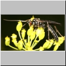 Hepiopelmus melanogaster - Schlupfwespe m091c 18mm-fdet02.jpg